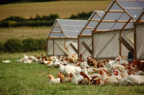 Free-Range Pasture-Raised Chicken | From Our Farm - Farm2Fork