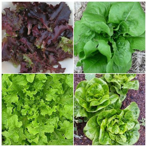 Leaf Lettuce Mix – Mary's Heirloom Seeds