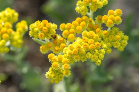 Helichrysum Essential Oil Guide - Benefits, Uses and Side Effects