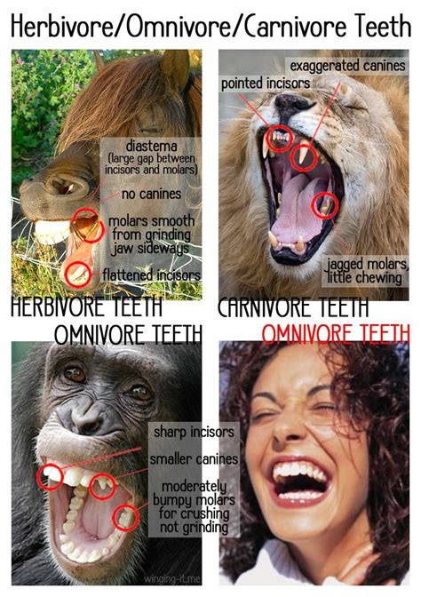 Fantastic article about omnivore teeth, as related to dietary needs (eg:vegetarianism) Herbivore ...