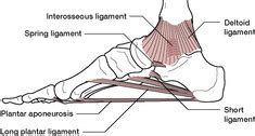 Medial longitudinal arch | definition of medial longitudinal arch by ...