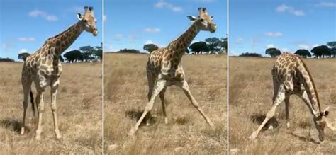 Valuable Info: How Giraffes Reach Ground-Level Food - borninspace