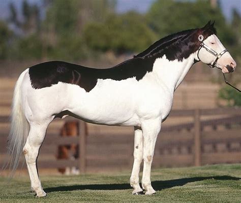 280 Really Cool Horse Names | Horses, Rare horses, Unusual horse