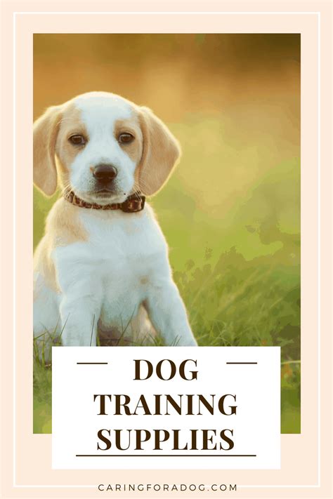 The Best Dog Training Supplies - Caring For A Dog