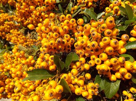 Red Orange Berries on a Hawthorn Hedge Stock Image - Image of hedging, halloween: 196244065