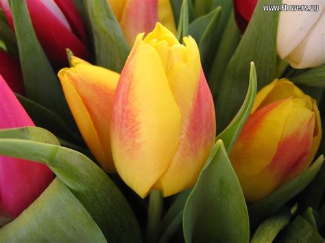 Pink And Yellow Tulips | Wallpapers Gallery