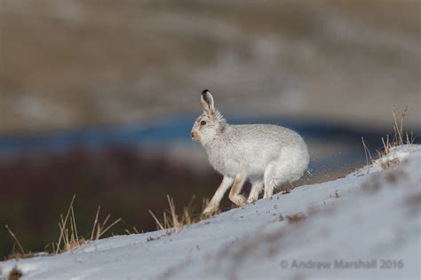 mountain_hare – fotoVUE