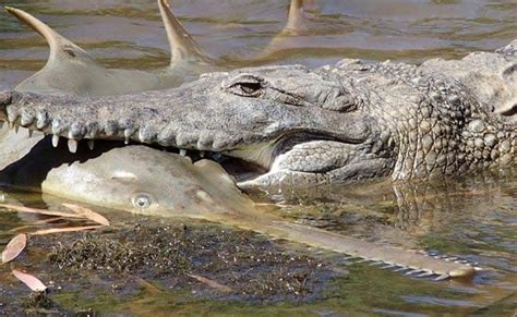 Endangered Sawfish No Match For Australian Crocodile