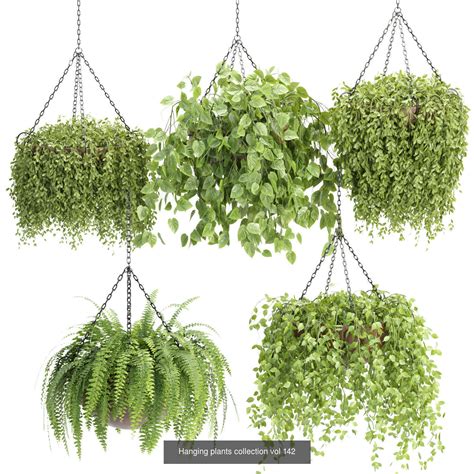 Hanging plants indoor collection 3D Models | CGTrader