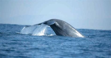 Mirissa: Whale Watching Tour | GetYourGuide