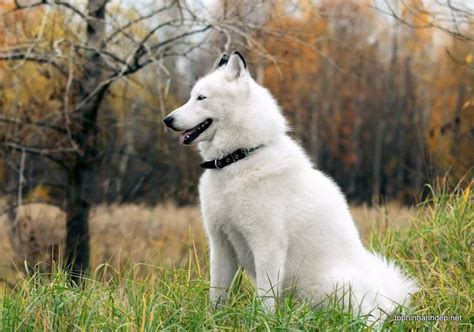 30 hình ảnh chó husky đẹp và dễ thương nhất hiện nay