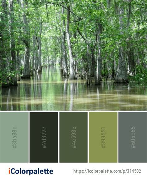 Swamp Water Bayou Color Palette