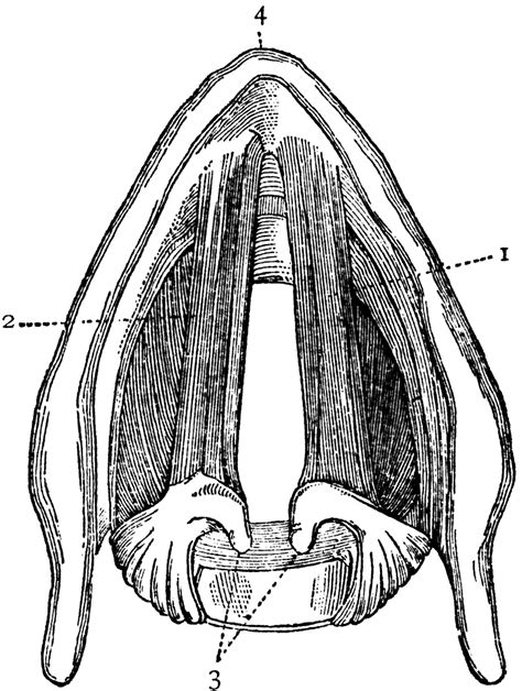 Larynx | ClipArt ETC