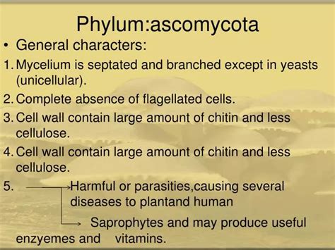 PPT - Phylum:ascomycota PowerPoint Presentation, free download - ID:3203064