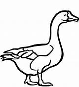 Goose Coloring Page sketch template