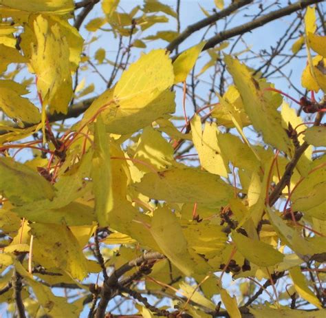 Aspen - Tree Guide UK Aspen tree identification by leaf and catkin