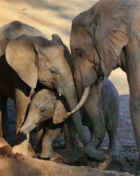 Family | Elephant photography, Elephant pictures, Cute animals