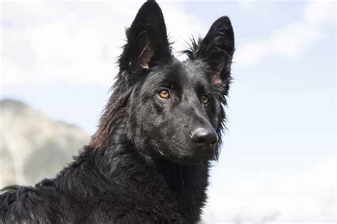 How Much Are Black German Shepherd Puppies