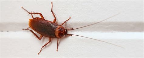 A Woman Got a Cockroach Stuck in Her Ear, And It Took 9 Days to Get It ...