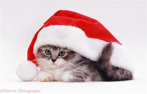 Kitten in a Santa hat photo WP08381