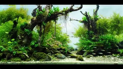 Most Beautiful Aquascapes (Underwater Landscapes) - YouTube