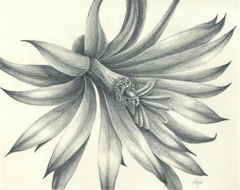 Cactus Flower Original Pencil Drawing | Pencil drawings of flowers, Pencil drawings, Cool pencil ...