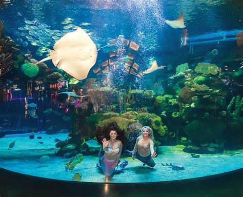 Make a splash at Mermaid School for Adults in Las Vegas - Las Vegas ...