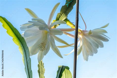 Hylocereus undatus bloom Stock Photo | Adobe Stock