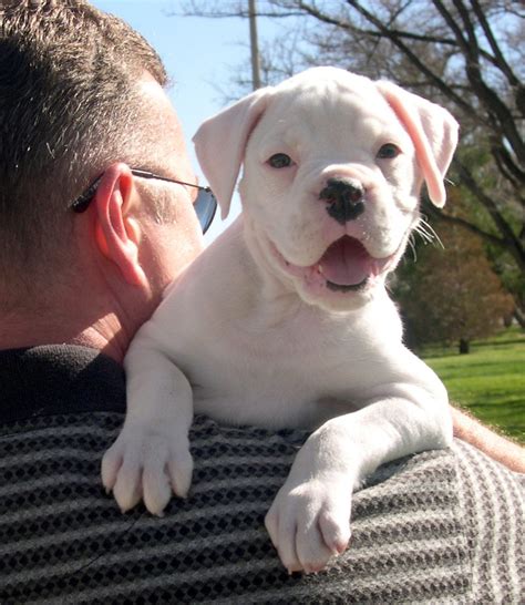 White Boxer Puppy Free Photo Download | FreeImages