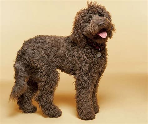 Labradoodle: Hondenras Informatie, Foto’s, Kenmerken & Feiten ...