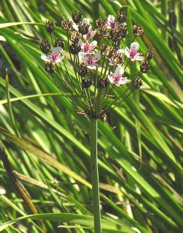 British Wild Plant: Butomus umbellatus Flowering Rush