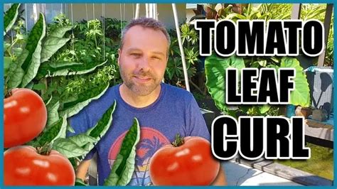 TOMATO LEAF CURL - 3 Causes and What to Do When Your Tomato Leaves are ...