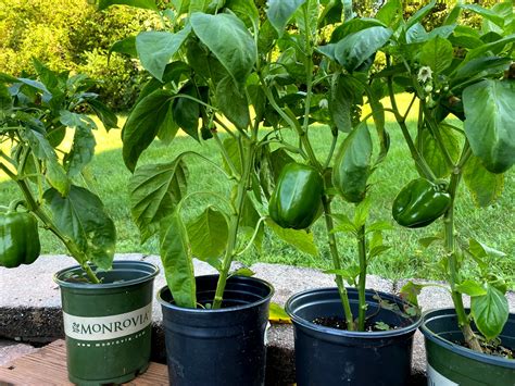 How To Take Care The Growing Bell Peppers In Pots | Plantly