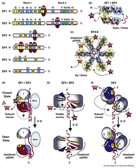 Structures and unwinding mechanisms of helicase superfamilies. (a) A ...