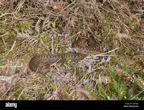 Female adder or Common European Adder (Vipera berus) in Surrey ...