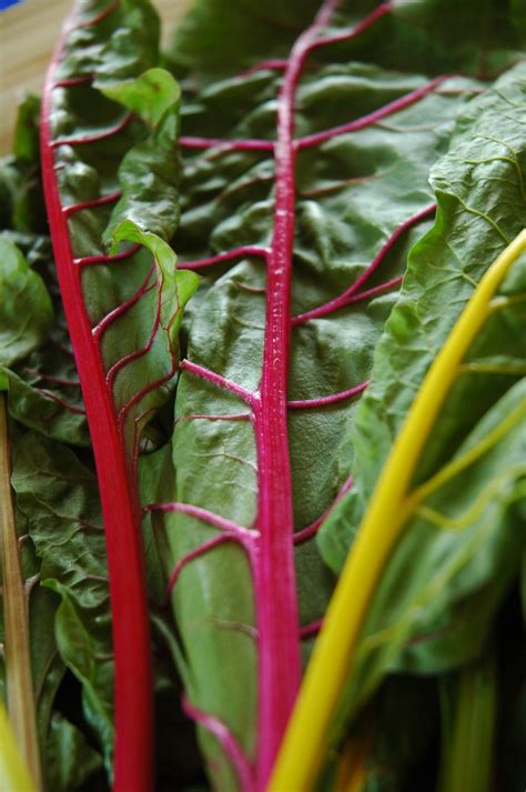 Swiss chard 5 Free Photo Download | FreeImages