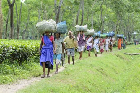 May Day: ‘No way out of tea estates,’ housing woes, low wages compel workers from Assam tea ...