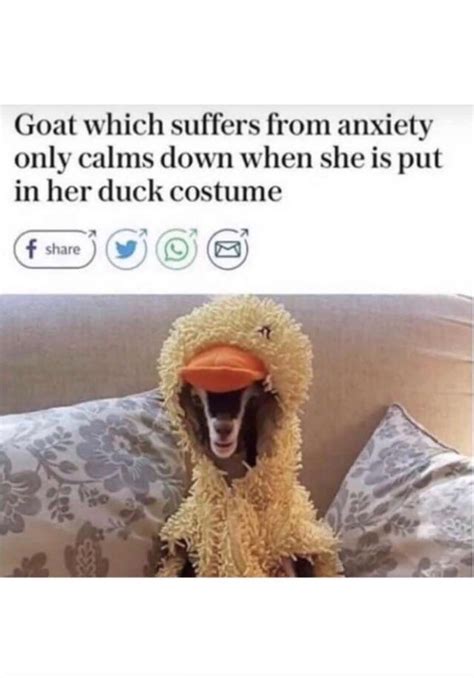 Happy Goat 😊 : r/wholesomememes