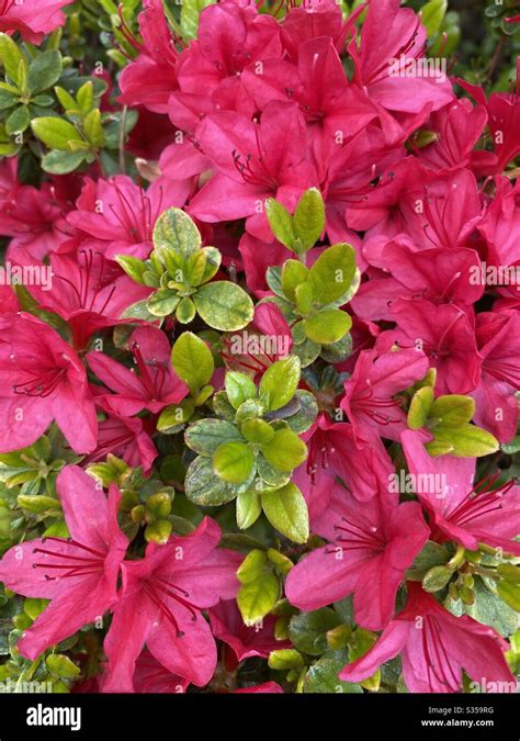 Azalea bush hi-res stock photography and images - Alamy