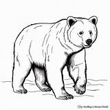 Hibernating Bear Coloring Pages sketch template