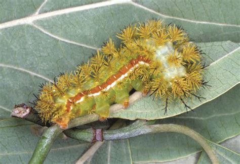 Polk County FL Horticulture: Caterpillars That Sting