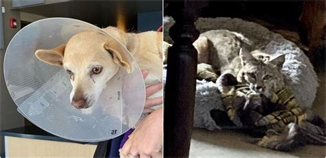 Dog Sustains Injuries After Bobcat Attack Inside Arizona Home