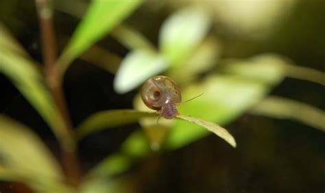 11 Popular Types of Freshwater Aquarium Snails (Species Guide)