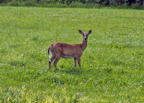 New England Wildlife Photos