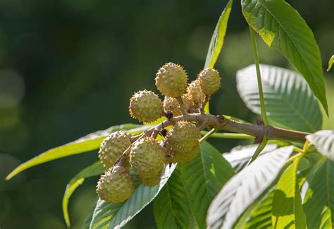 buckeye and horse chestnut - Students | Britannica Kids | Homework Help