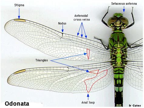 ODONATA - INSECTA | Beriman,Berilmu,Berakal