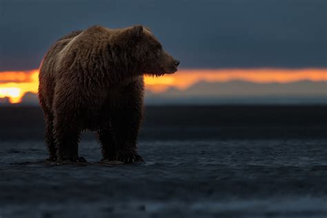 1500+ Bears HD Wallpapers and Backgrounds