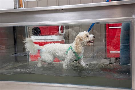 Charlie loves his underwater treadmill for dogs! | Gallery, Dogs, Your dog