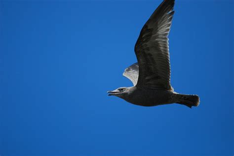 Juvenile Herring Gull (Larus argentatus) | Flickr - Photo Sharing!