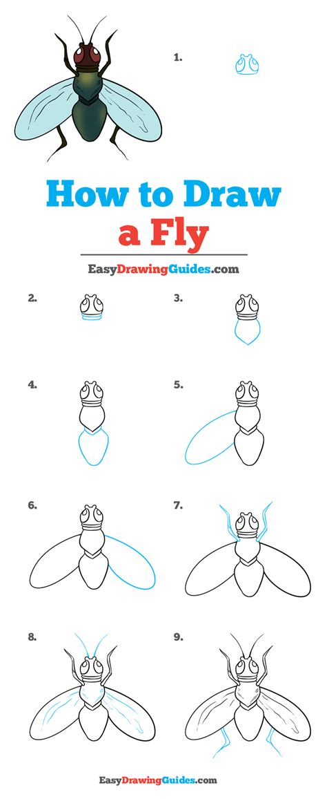 How to Draw a Fly - Really Easy Drawing Tutorial | Jewel drawing, Fly ...